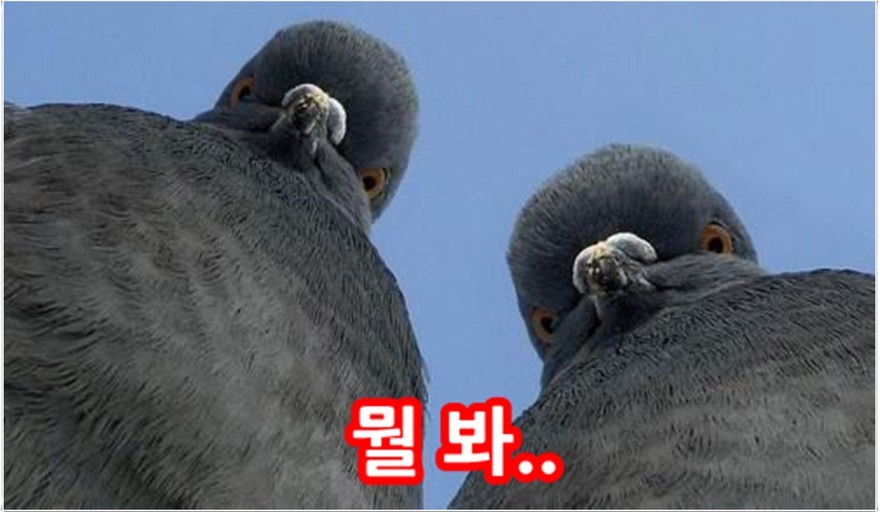 블라인드 블라블라 비둘기 날리는 짤 갖고 계신분 공유좀!!