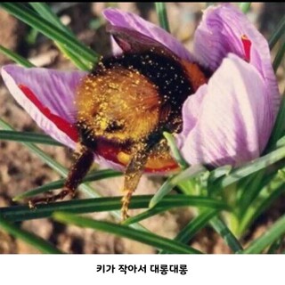 꿀벌과 아이스크림
