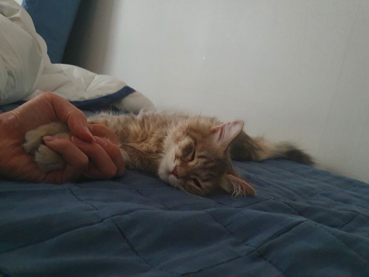 우리 고양님은 발 잡아주면 주무심