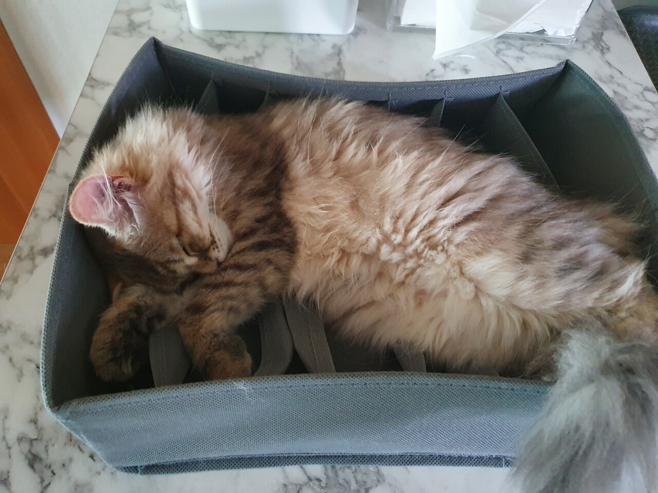 우리 고양님은 발 잡아주면 주무심