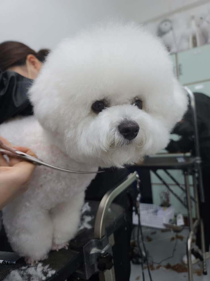 이런 미용은 뭐라고 말하면 해줘?