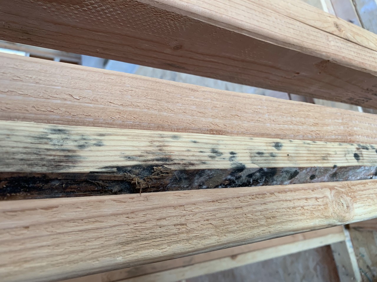 Mold in new construction house frame?