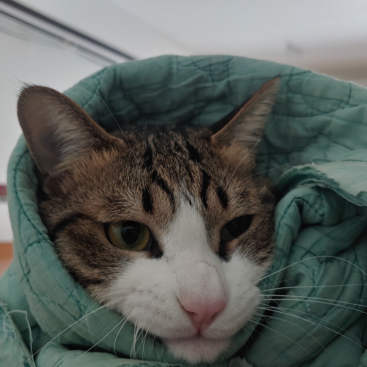 고양이 쌈싸먹기