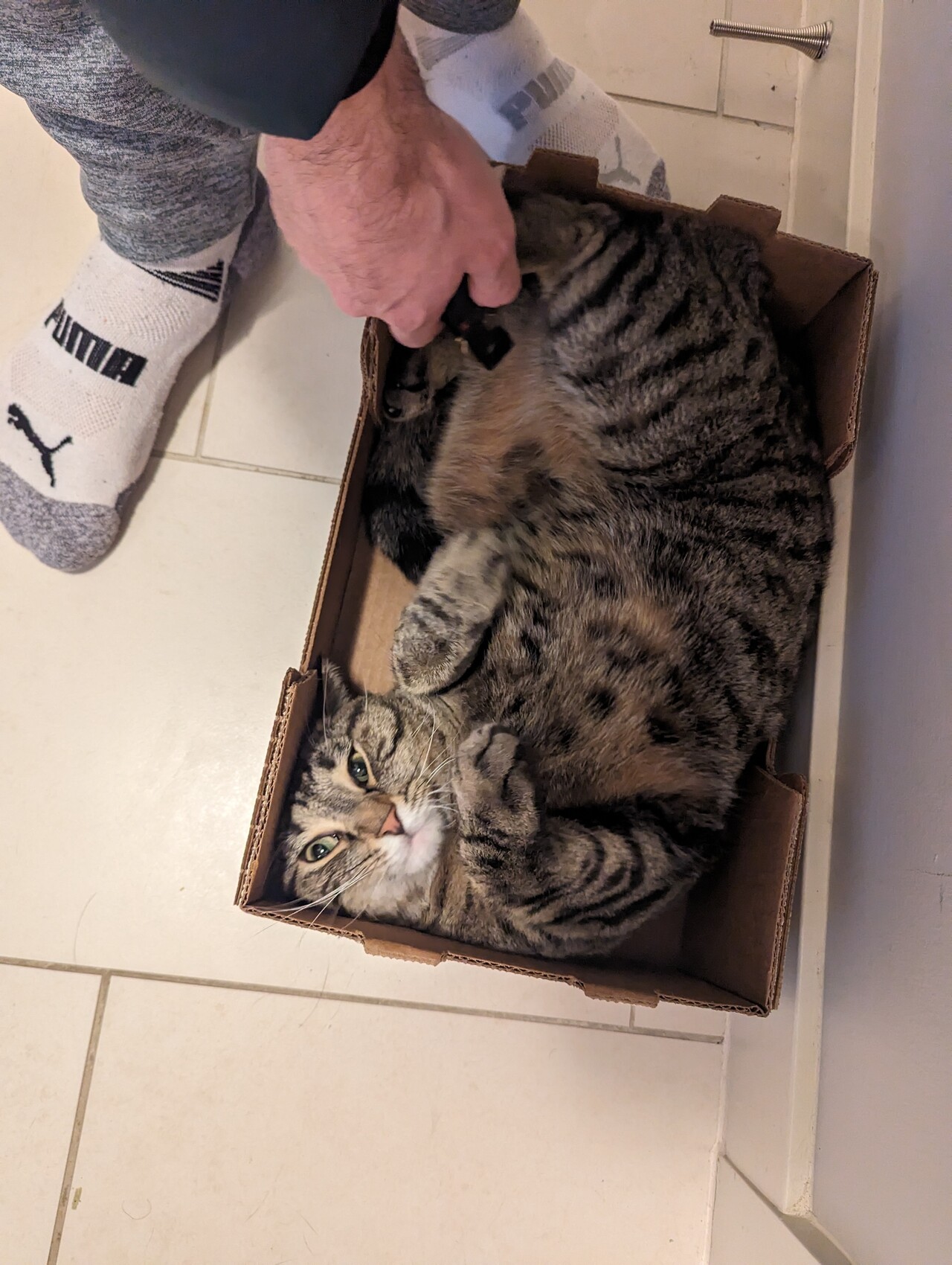 What do I need to know before getting a second cat? Pets Blind
