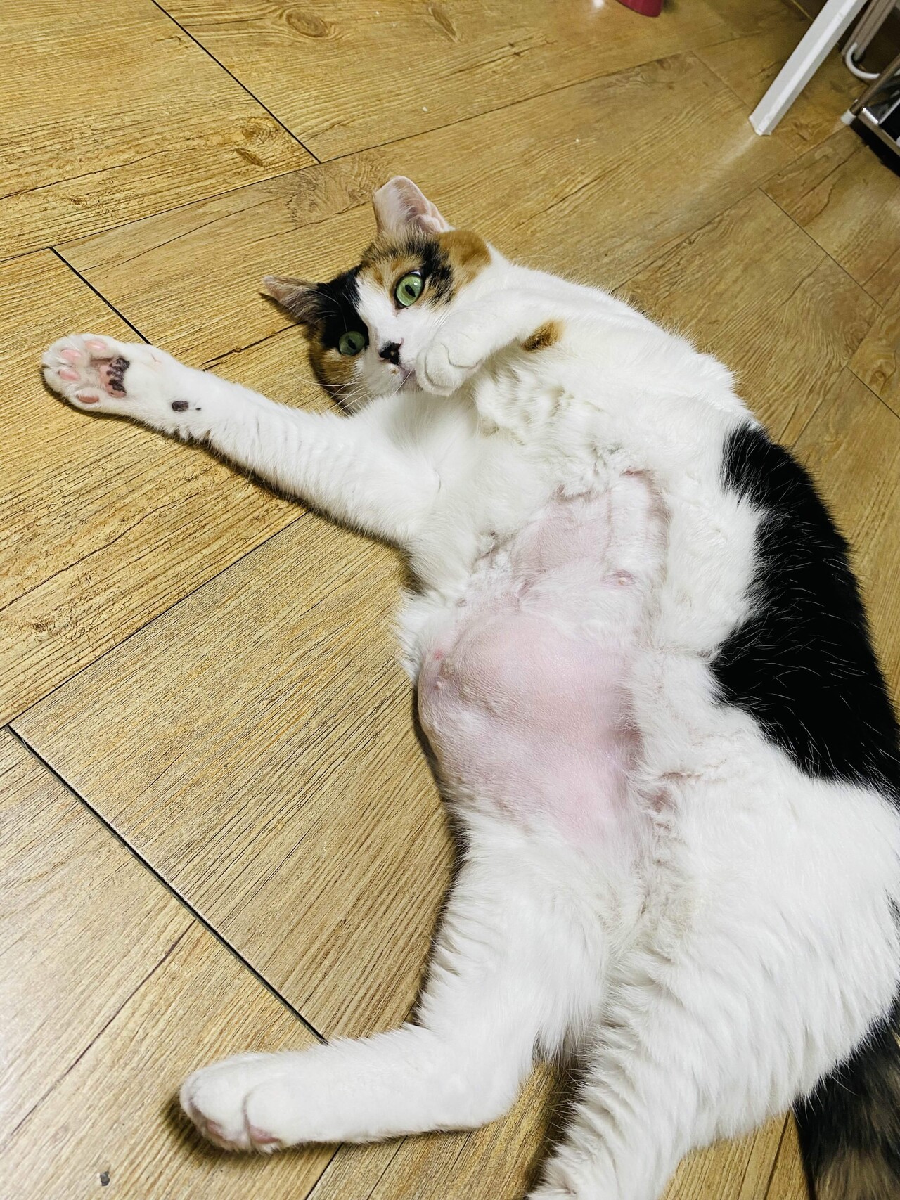 블라인드 | 반려동물: 내고양이 핑크배