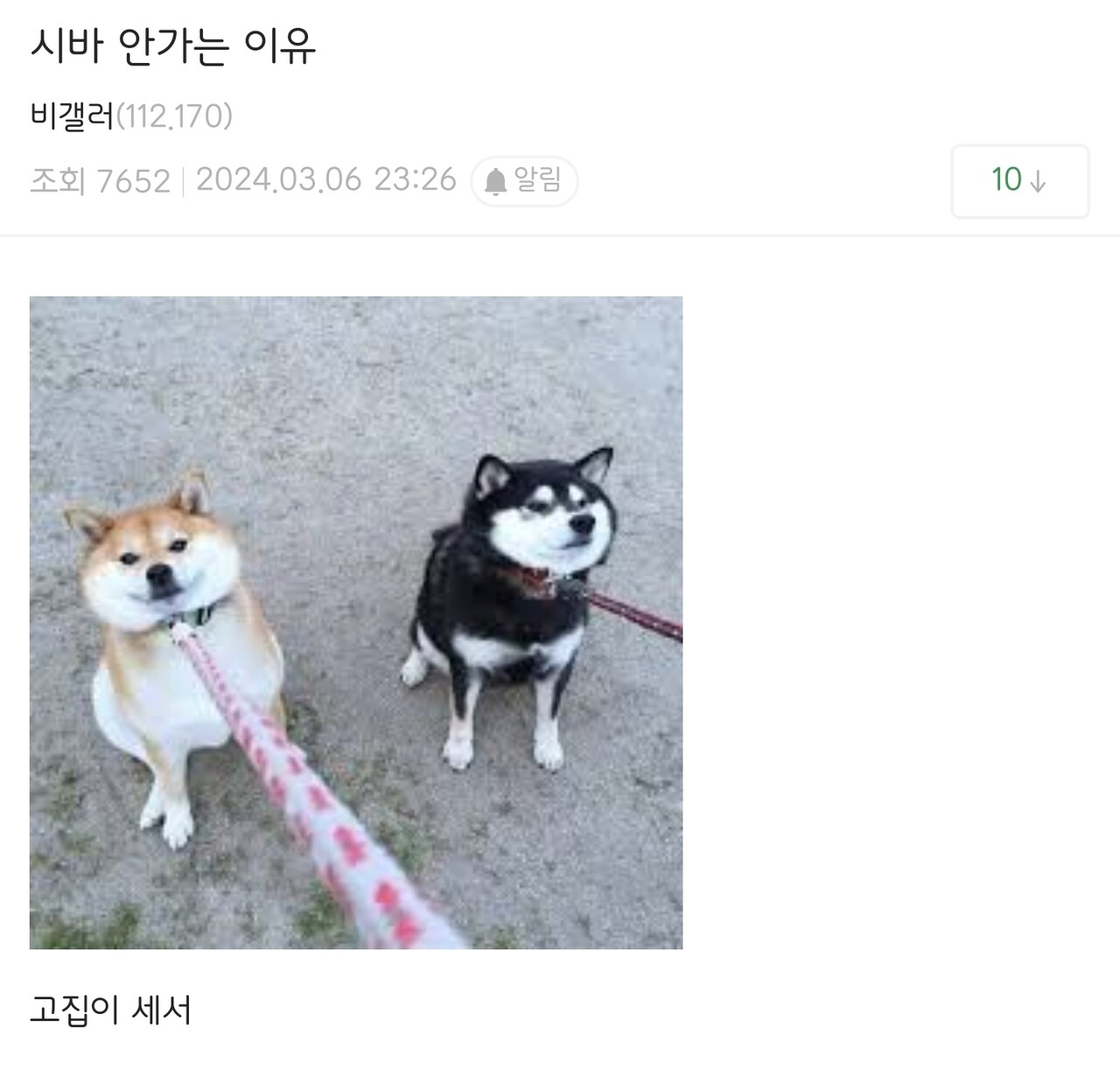 블라인드 | 암호화폐: 시바이누 더 안갈까?