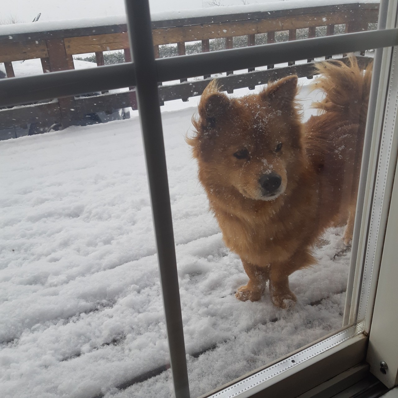 블라인드 | 블라블라: 여자친구 본집에서 키우는 강아지