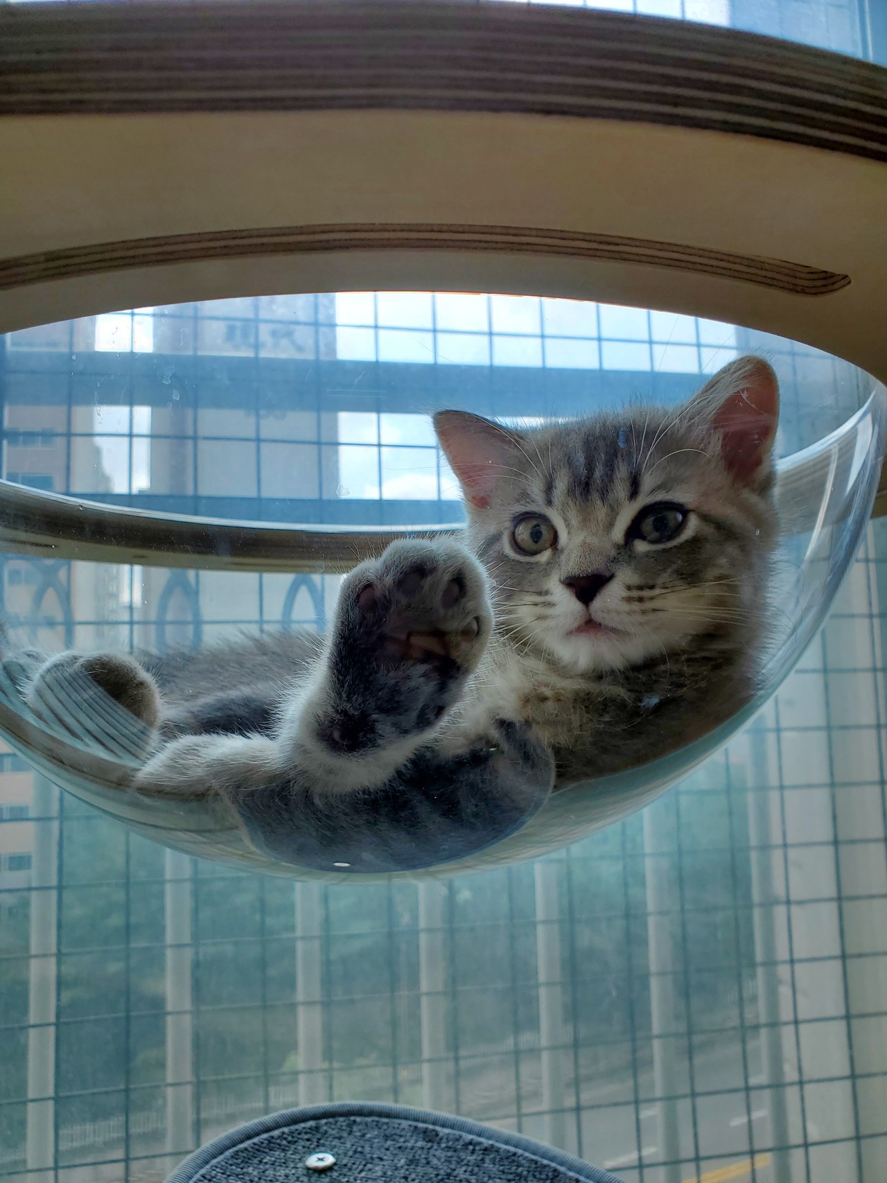 블라인드 | 썸·연애: 여자가 볼때 고양이 키우는 남자 단점이 있을까요?