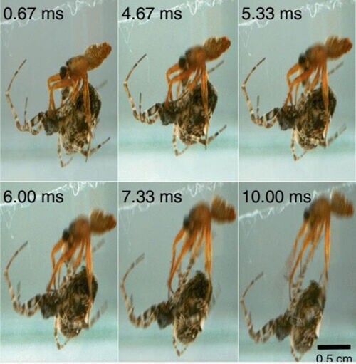 관계후 도망가는 수컷