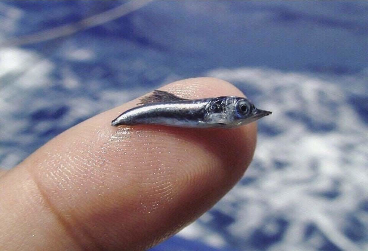 블라인드 블라블라 새끼 청새치