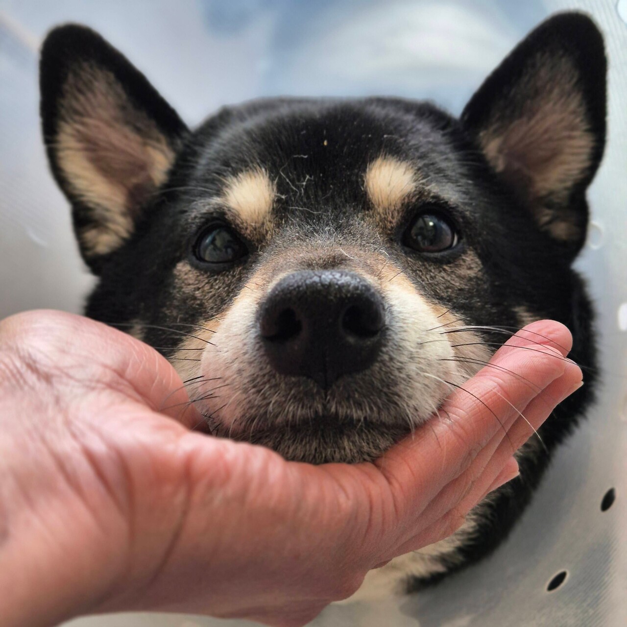 Dog Bite Recovery: Drainage Tube Removal & Wound Healing Update