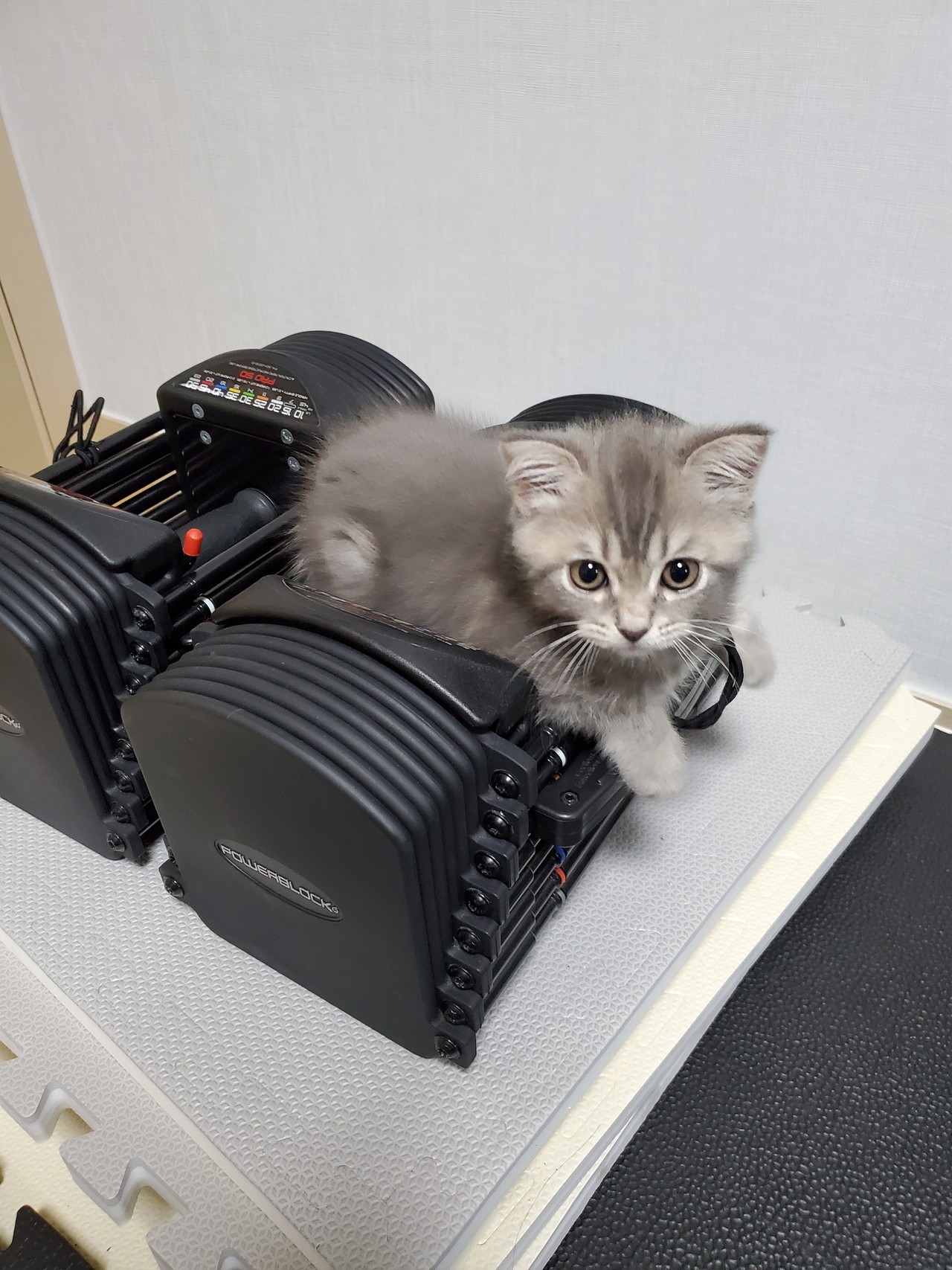 블라인드 | 썸·연애: 여자가 볼때 고양이 키우는 남자 단점이 있을까요?