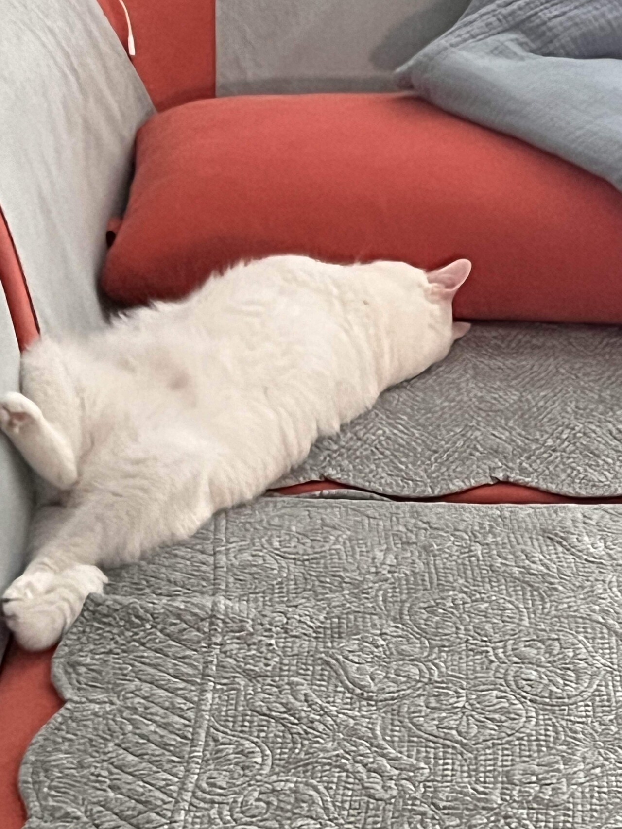 블라인드 | 블라블라: 우리집 냥이 잠자는 자세 좀 봐