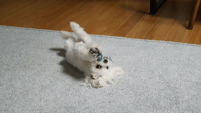 gif 변환기능 이제 알았네;