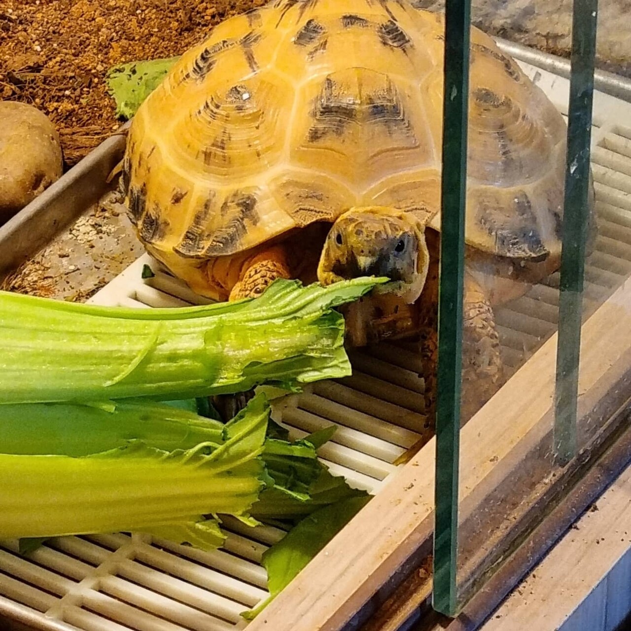 블라인드 | 반려동물: 육지 거북이 🐢
