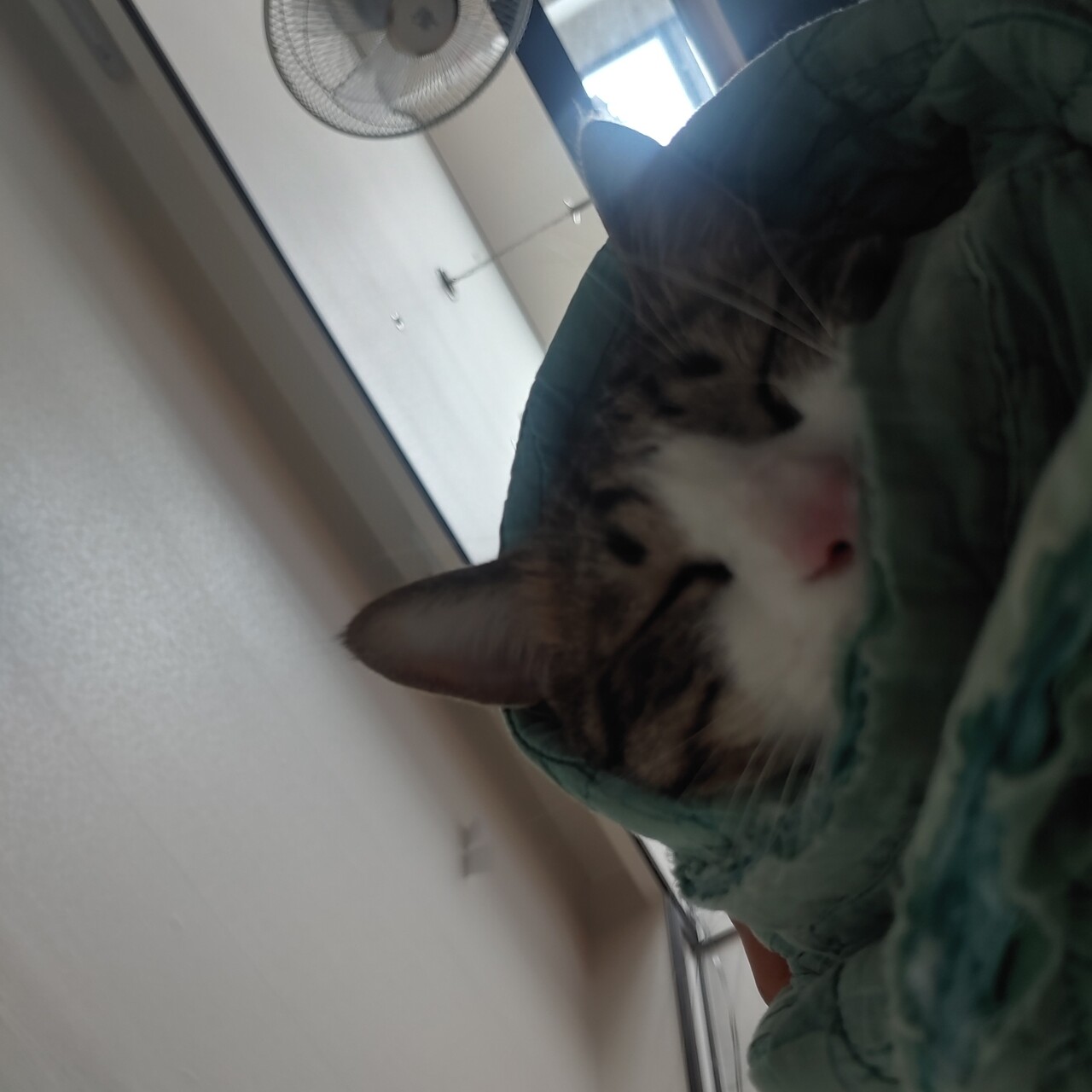 고양이 쌈싸먹기