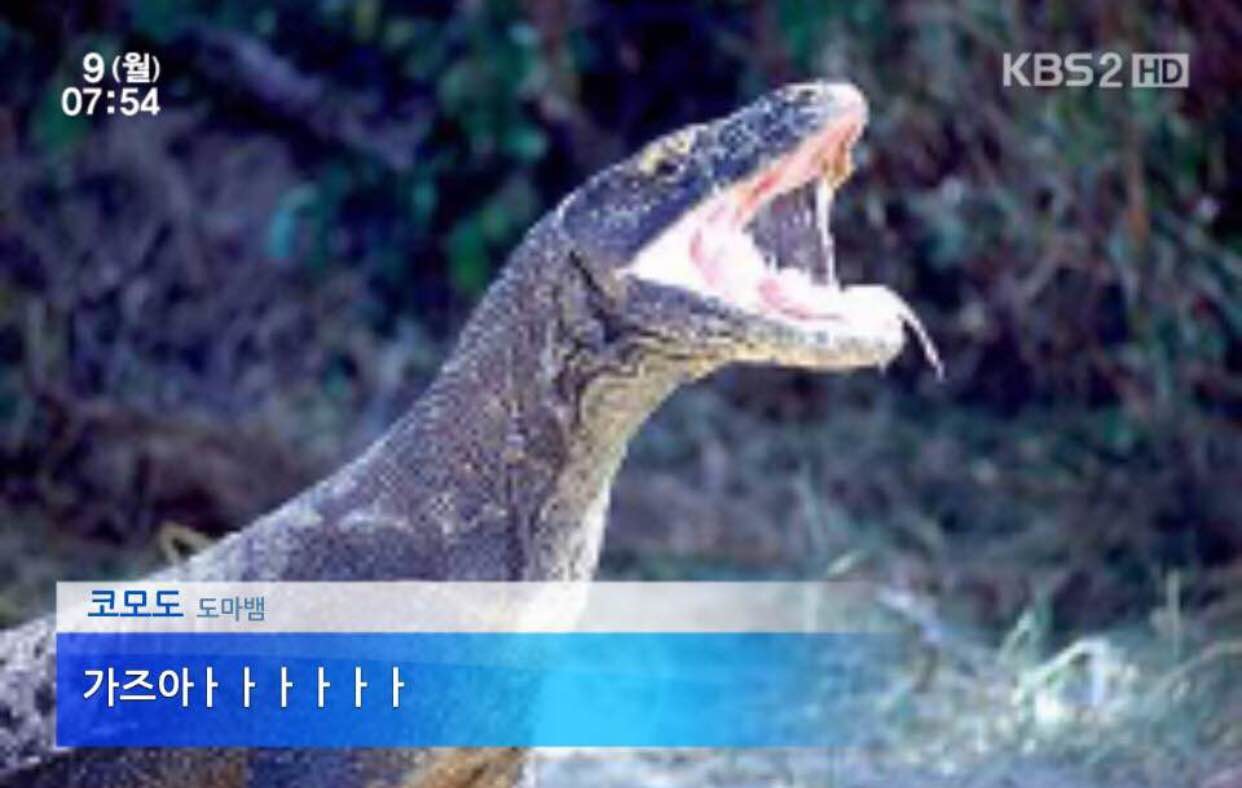 블라인드 | 암호화폐: 코모도 나도 탔는데