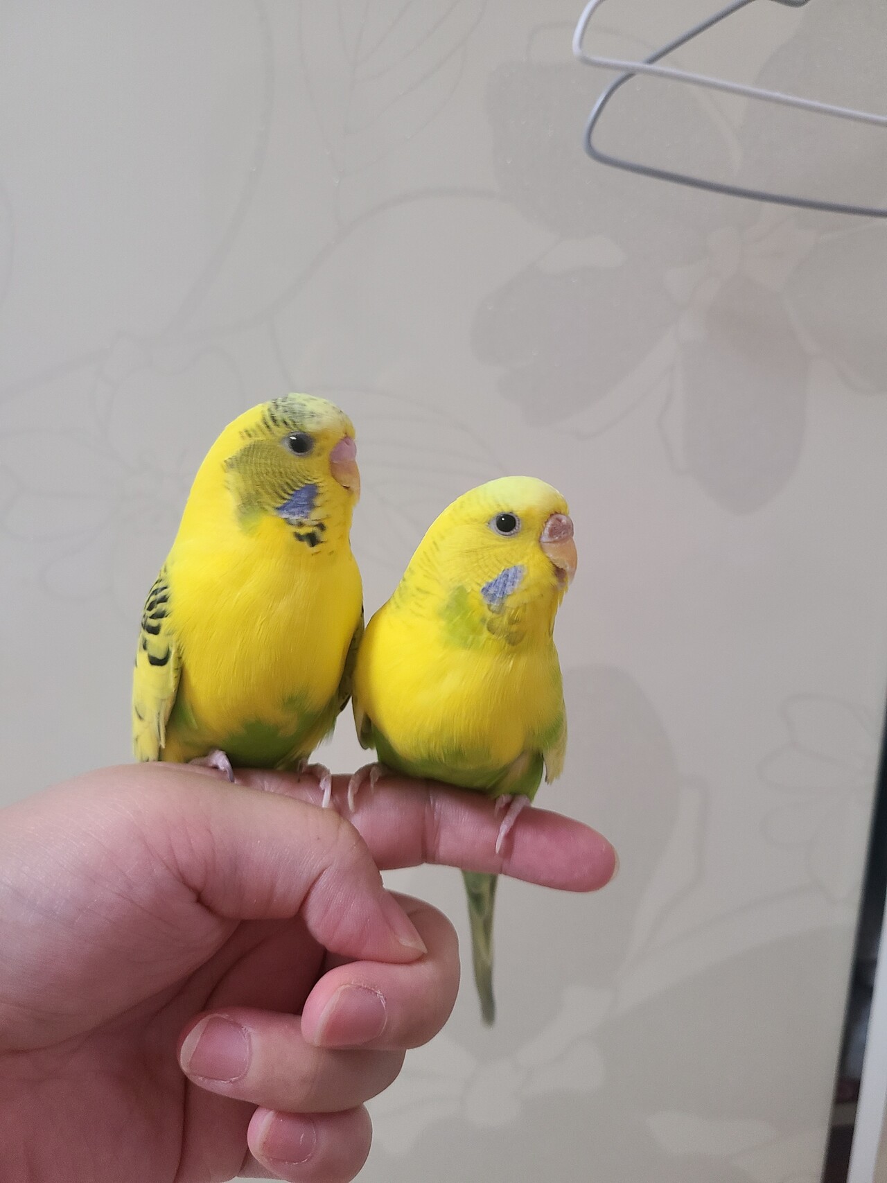 블라인드 | 블라블라: 잉꼬 잉꼬