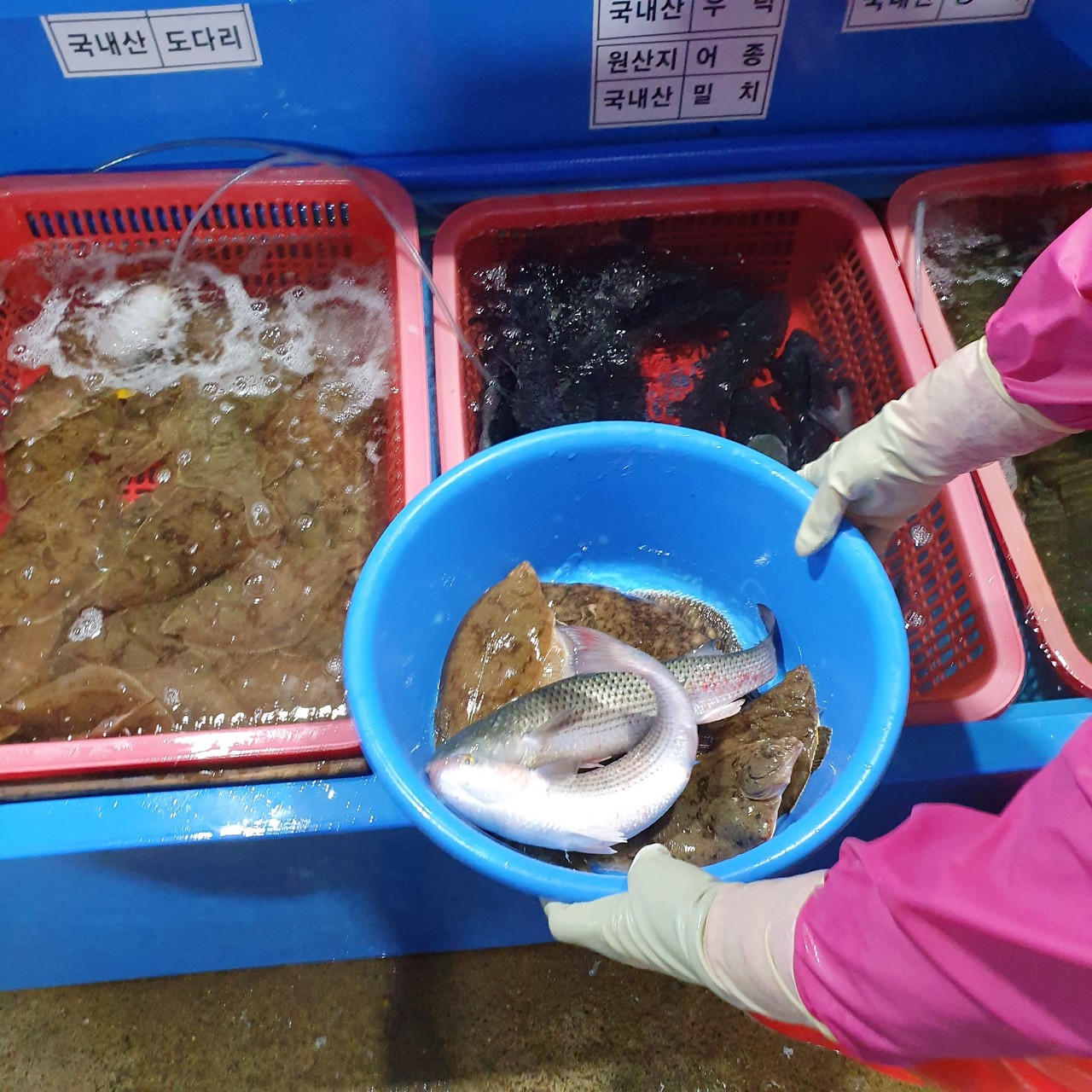 블라인드 | 블라블라: 잘가 도다리야, 잘가 밀치야