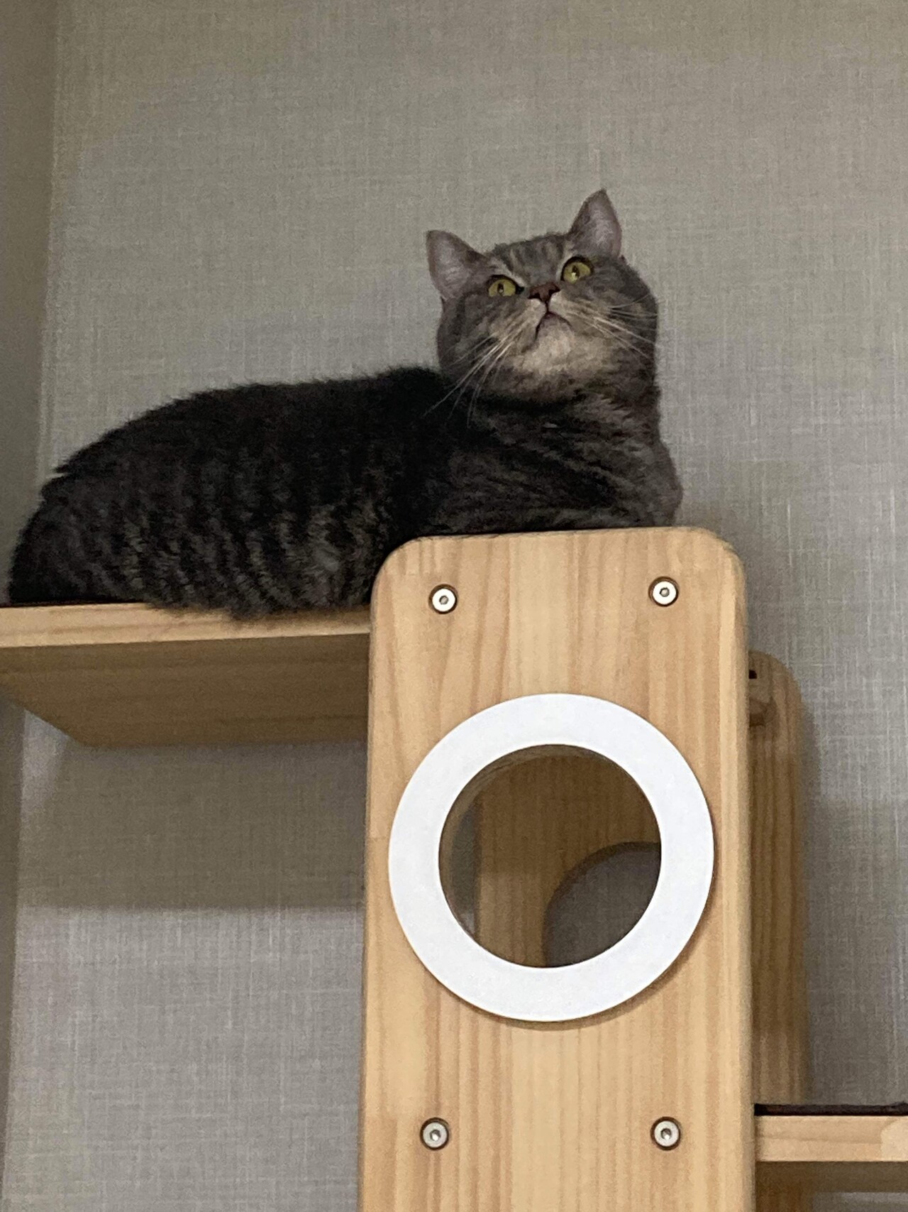 집에가서 애옹이 주무르고 싶다