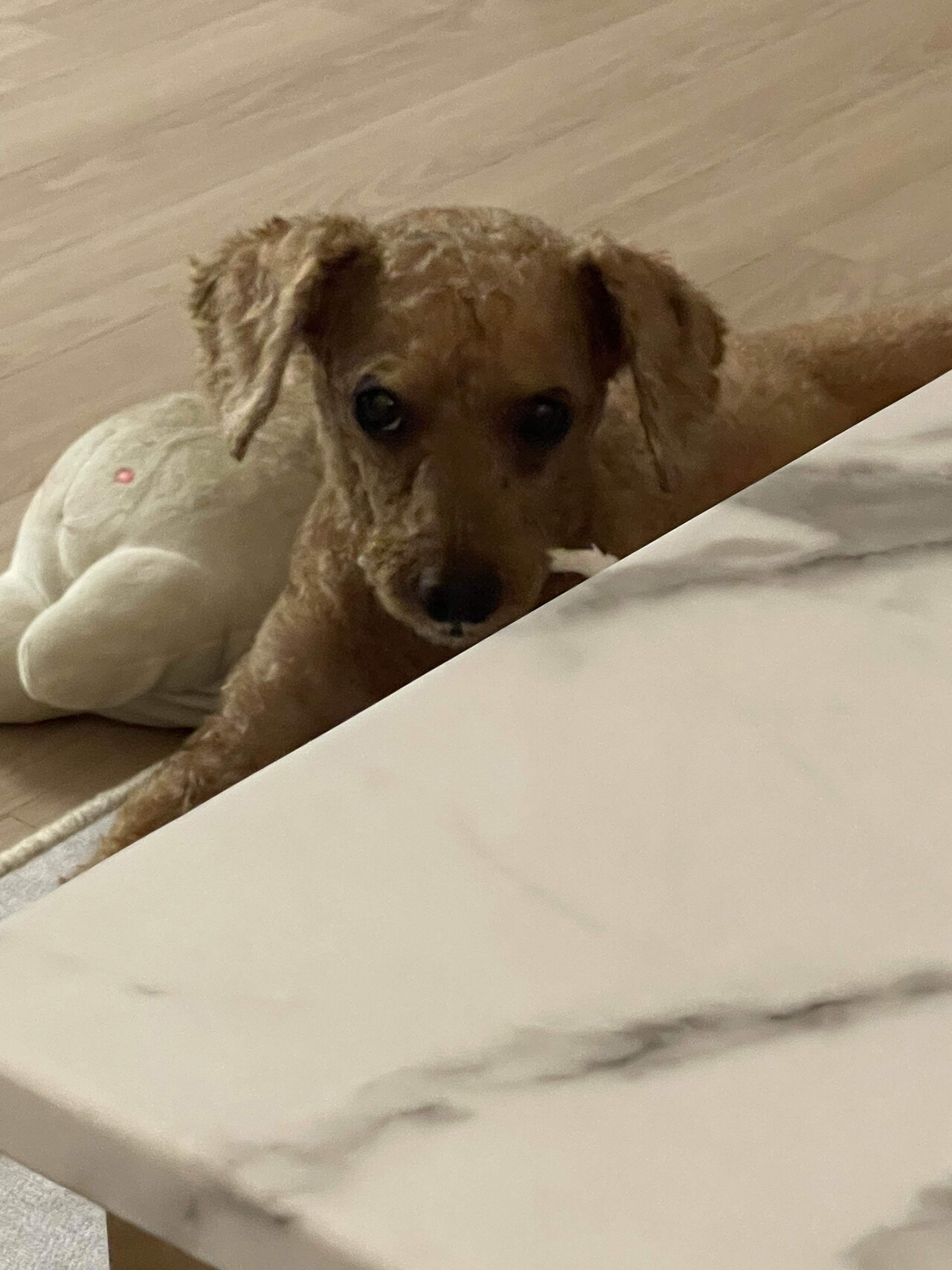 블라인드 | 블라블라: 강아지 안키워봐서 그런데