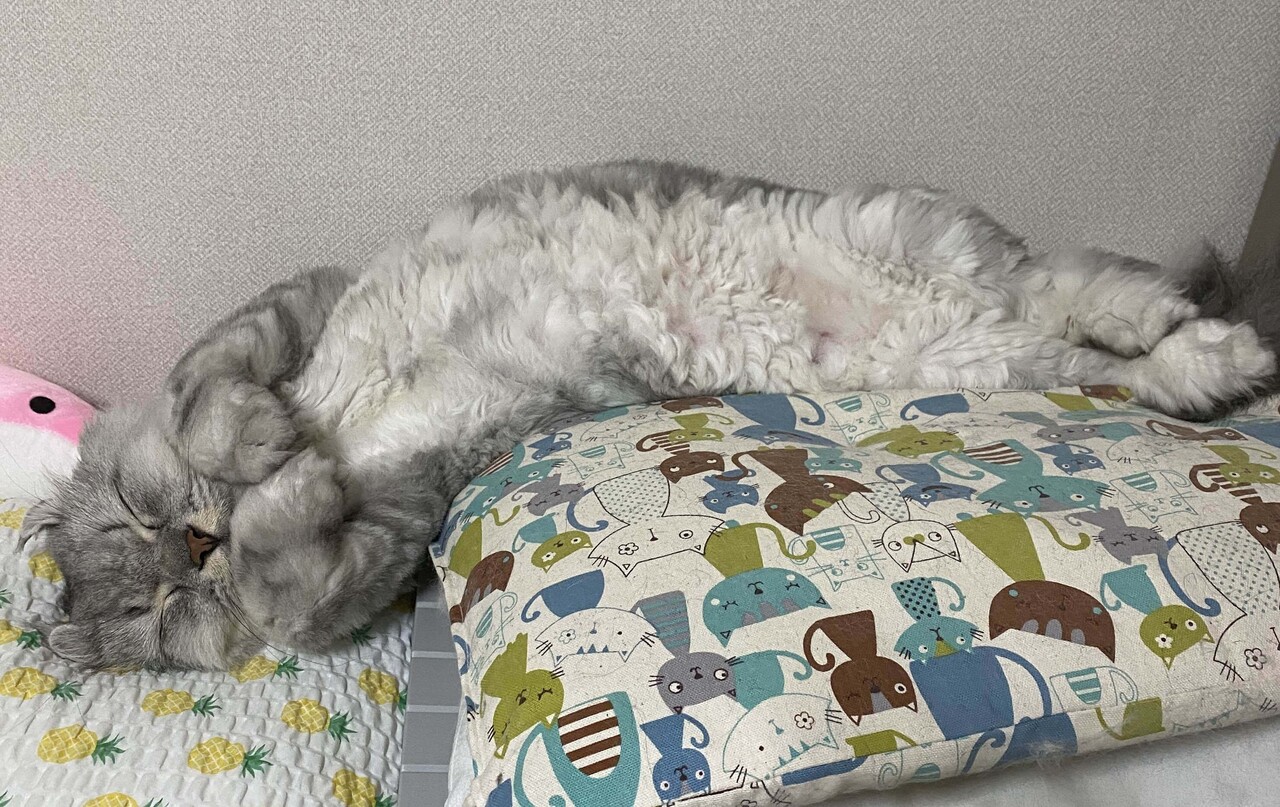 블라인드 | 블라블라: 나는 고양이키우는 여자친구를 만들어보고싶었어